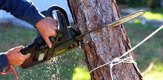 Best Root Management and Removal  in Ranchos De Taos, NM