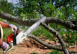 Organic Lawn Care Solutions in Ranchos De Taos, NM