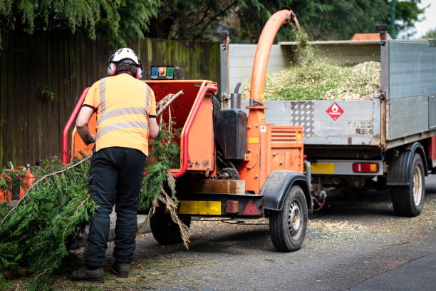 Best Aeration Services  in Ranchos De Taos, NM