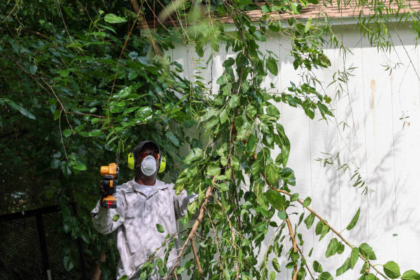 Best Arborist Consultation Services  in Ranchos De Taos, NM