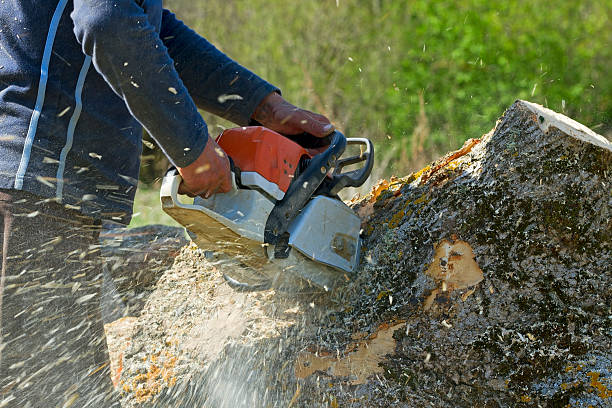 Ranchos De Taos, NM Tree Services Company